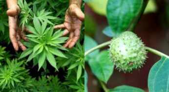 Kecubung dan Ganja, Memiliki Perbedaan Menurut Pisikiater